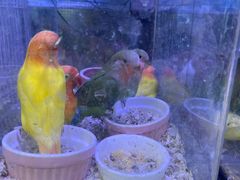 -青石桥花鸟鱼虫市场(叠翠城店)