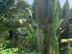 -亚龙湾热带天堂森林公园
