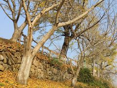 -千年银杏谷文化旅游区