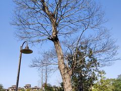 -美的鹭湖森林度假区