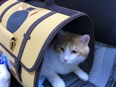 -宠颐生中康贝怡动物医院