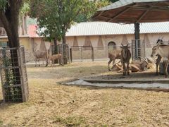 -石家庄市动物园