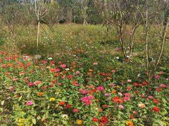 -桤木河湿地公园