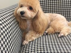 -多卡布奇宠物生活馆(上林世家店)