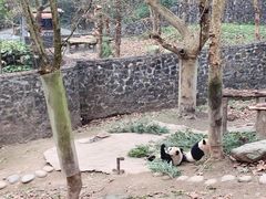 -都江堰中华大熊猫苑