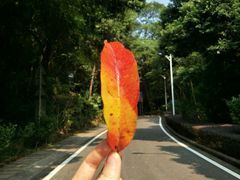 -火炉山森林公园