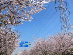 -高东镇樱花园