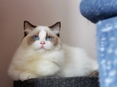 -Bastet sally猫舍购宠(静安店)