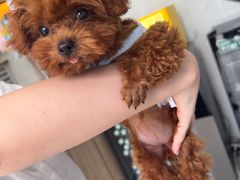 -半岛宠物医院24小时·内窥镜·牙科·碎石中心(府城大道店)