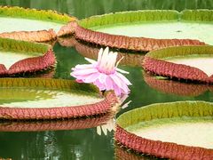 -国家植物园南园