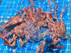 -阿里元海鲜·闽南特色菜(曾厝垵店)
