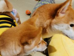 -逗柴咖啡屋·狗咖猫咖宠物桌游