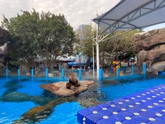 -海合安成都极地海洋公园