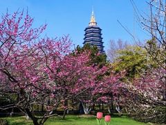 -红梅公园