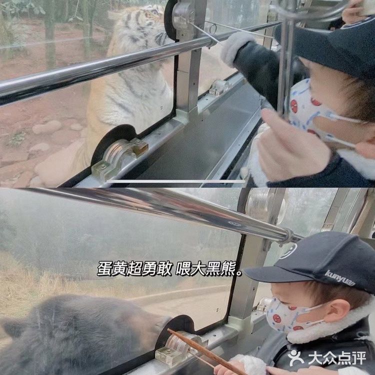 成都周边可投食老虎的超大野生动物世界