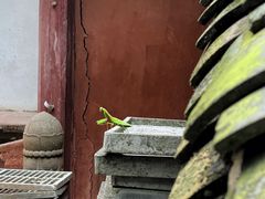 -都江堰普照寺