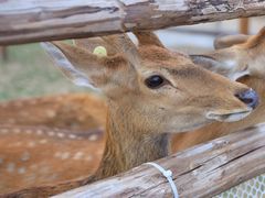 -杭州湾海上花田景区