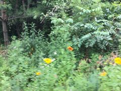 -青峰峡国家森林公园