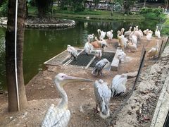 -深圳野生动物园