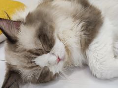-COLOR PETS 撸猫馆·购猫·猫咖(长风大悦城店)