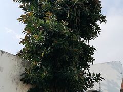 景点-东望洋炮台东望洋灯塔