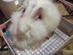 -猫色咖啡·猫咖