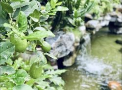 -宝生月子中心(独栋园林·福田店)