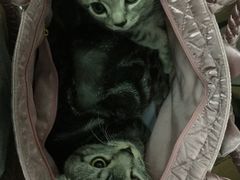 -纳吉亚猫专科动物医院博雅分院