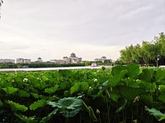 -莲花池公园