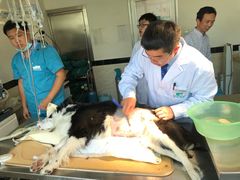 -安安宠医·安宠宠物医院