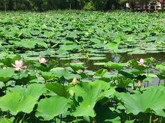 -长春市南湖公园