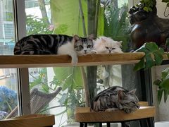 -李小姐の猫咖啡馆(五角场店)