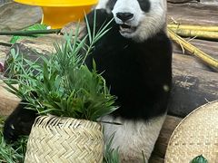 -海南热带野生动植物园