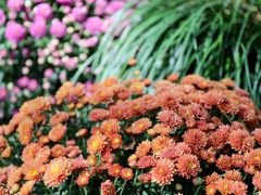 -杭州植物园