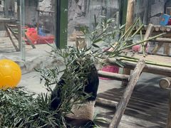 -栾川竹海野生动物园