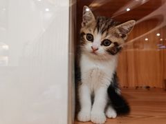 -钦宠·猫咪售卖·洗护·寄养(东圃旗舰店)