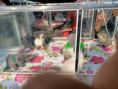 -中环花鸟鱼虫市场