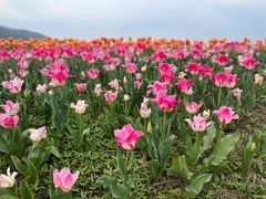 -径山花海