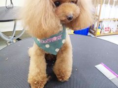 -多卡布奇宠物生活馆(上林世家店)