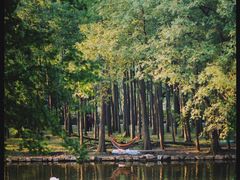 -上海共青森林公园