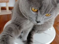 -Catmate·猫肥家润(金润铂宫店)