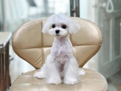 -鑫艺宠物美容培训学校