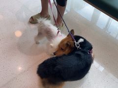 -帕帕拉兹宠物(亚洲旗舰店)