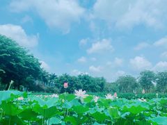 -顺峰山公园