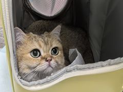 -纳吉亚猫专科动物医院博雅分院