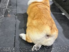 -Stud CrossFit(泰丰大厦店)