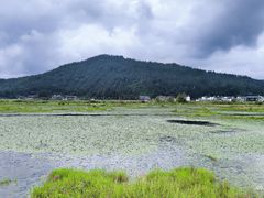 -腾冲北海湿地