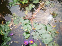 -深圳国际园林花卉博览园