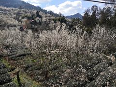 -樱桃山旅游景区