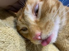 -瑞派旺宝宠物医院·犬猫全科综合·尿道专科(莲兴院)